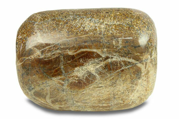 Polished Dinosaur Bone (Gembone) - Morocco #287510